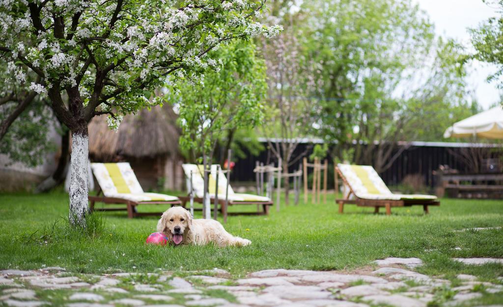 Casa Mosului - Transfagarasan Bed & Breakfast Cîrţişoara Exteriér fotografie