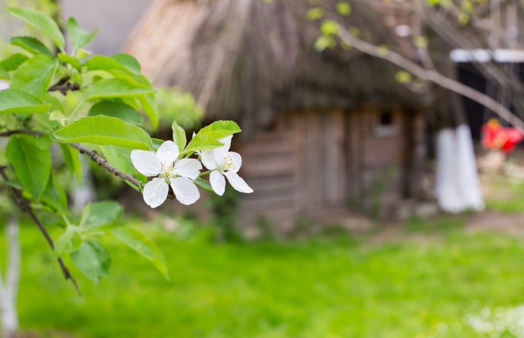 Casa Mosului - Transfagarasan Bed & Breakfast Cîrţişoara Exteriér fotografie